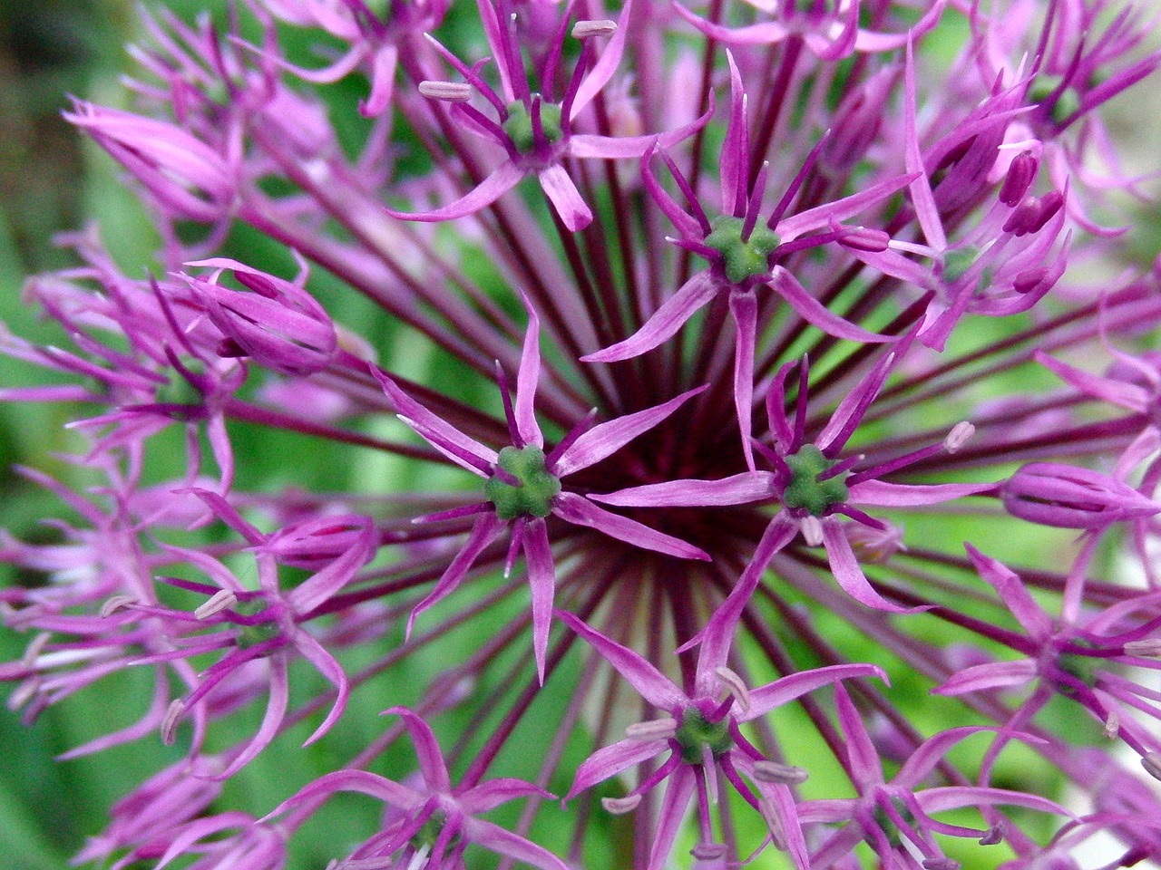 onion bloom inflorescence free photo