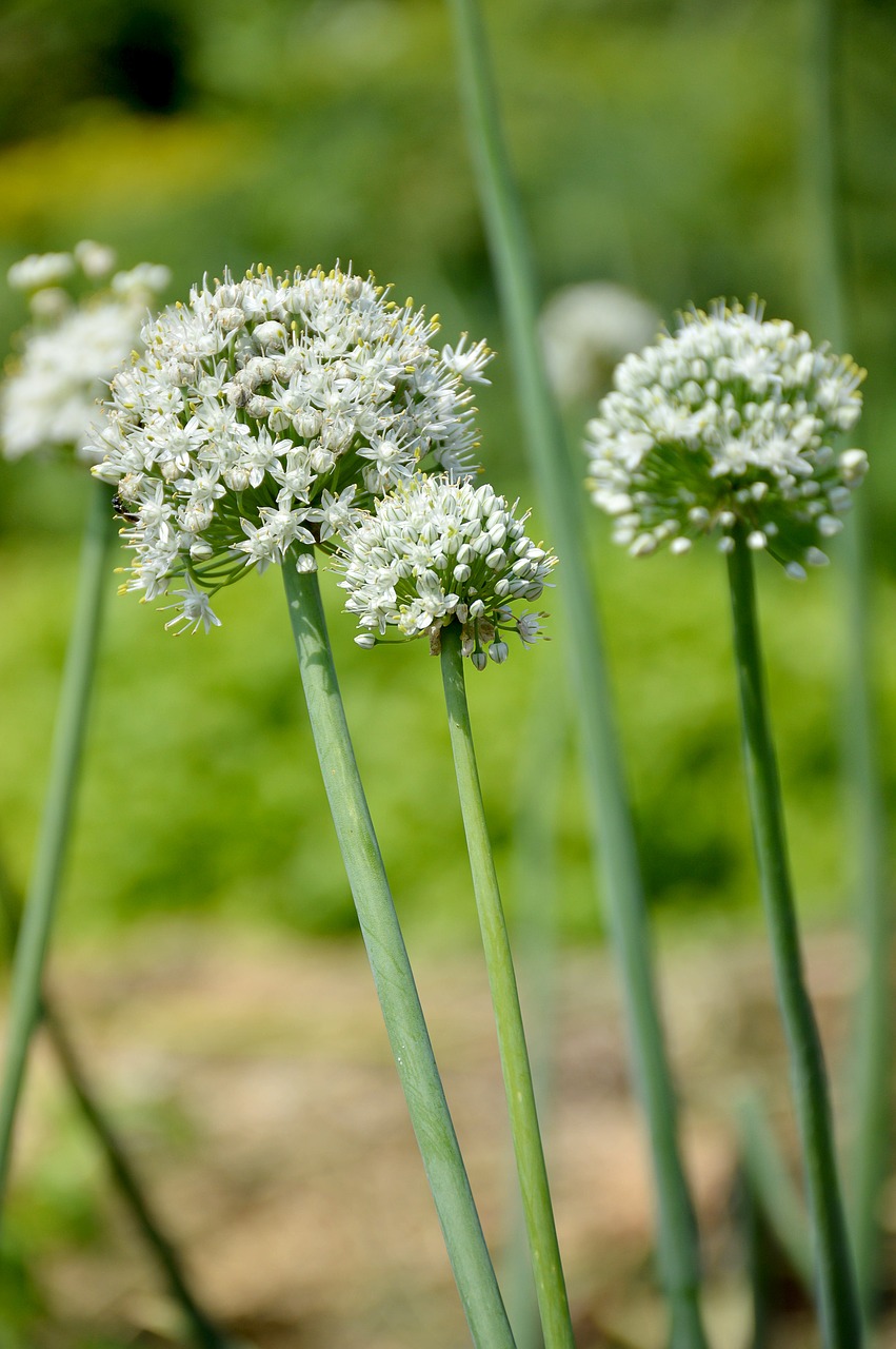 onion summer greens free photo