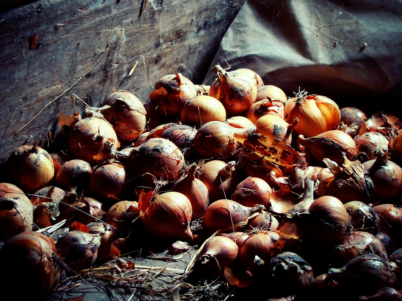 onion bulbs attic free photo