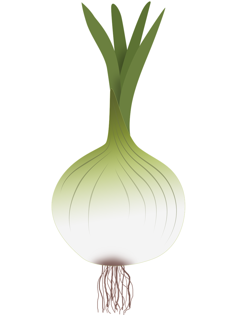 onion  drawing of onion  vegetables free photo