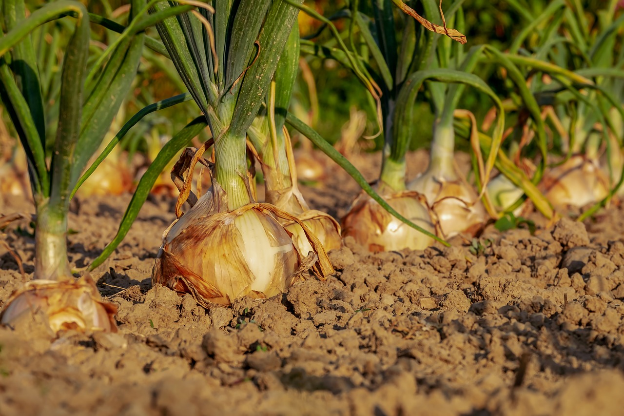 onion  arable  field free photo