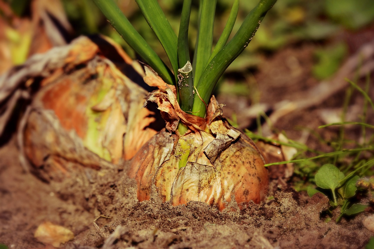 onion  vegetable  plant free photo