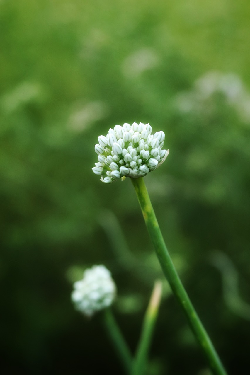 onion  flower  beautiful free photo