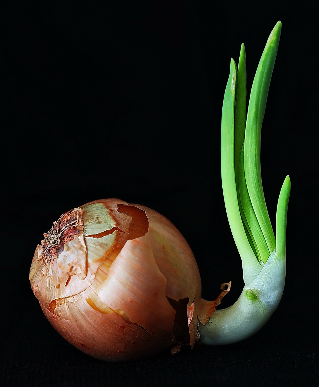 onion  vegetables  bio free photo