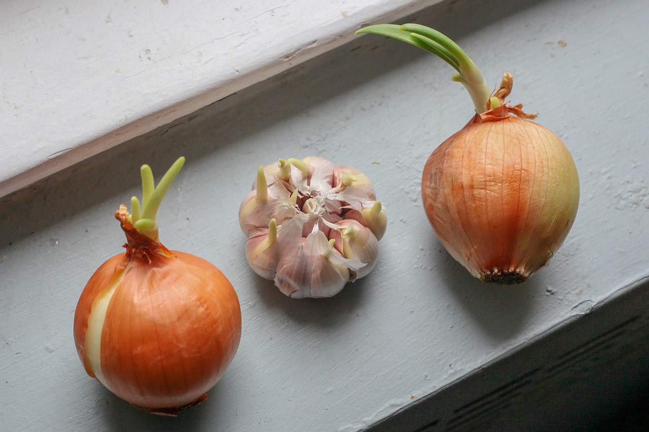 onion  garlic  cook free photo