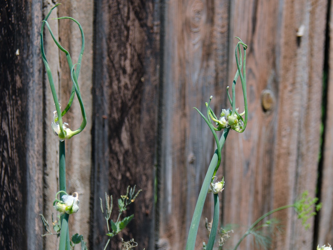 onion plant blooms free photo