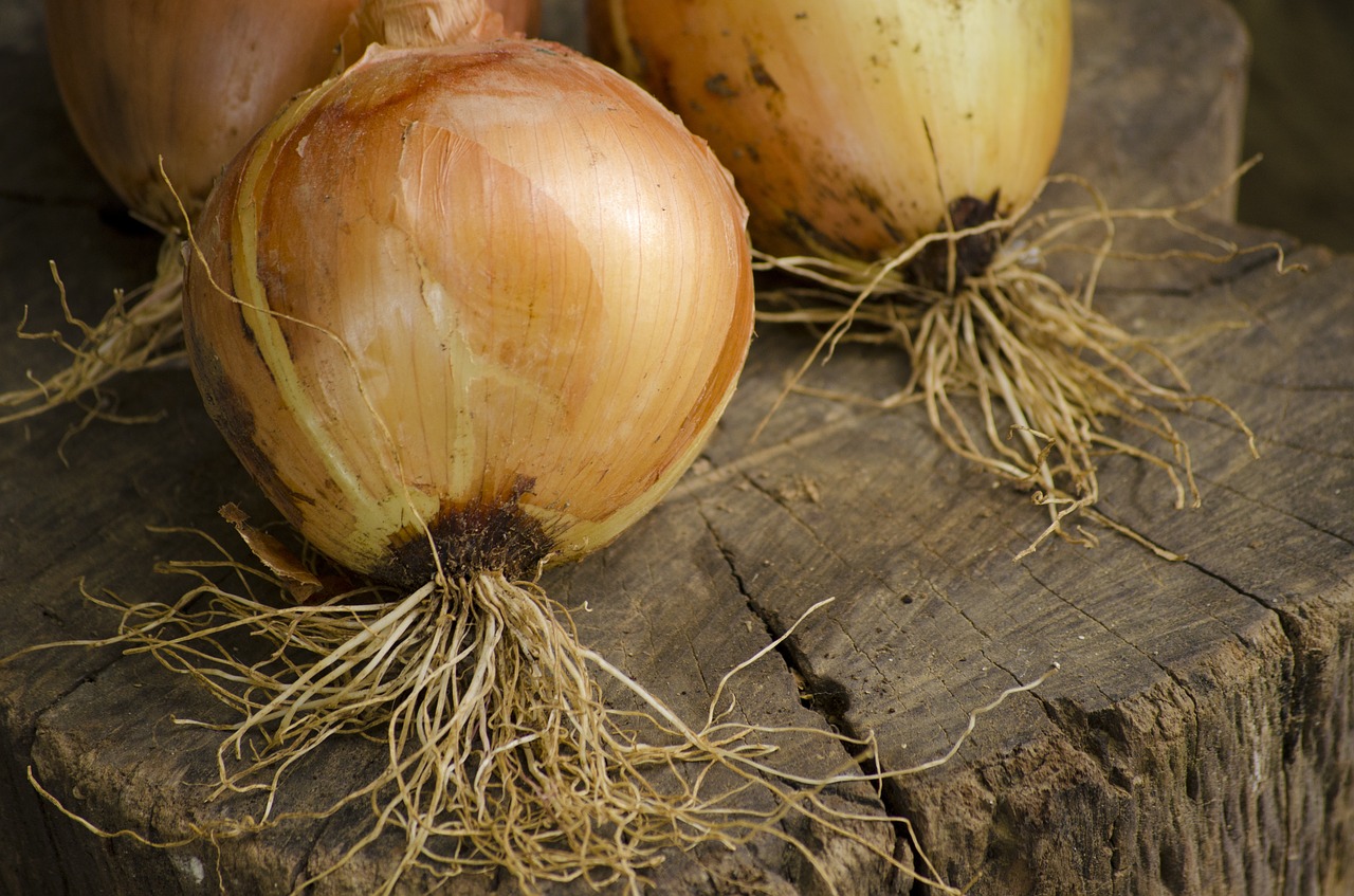 onion vegetable eat free photo