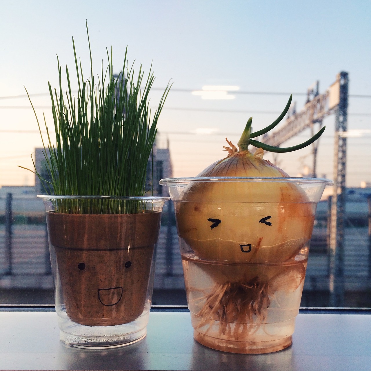 onion grass potted plant free photo