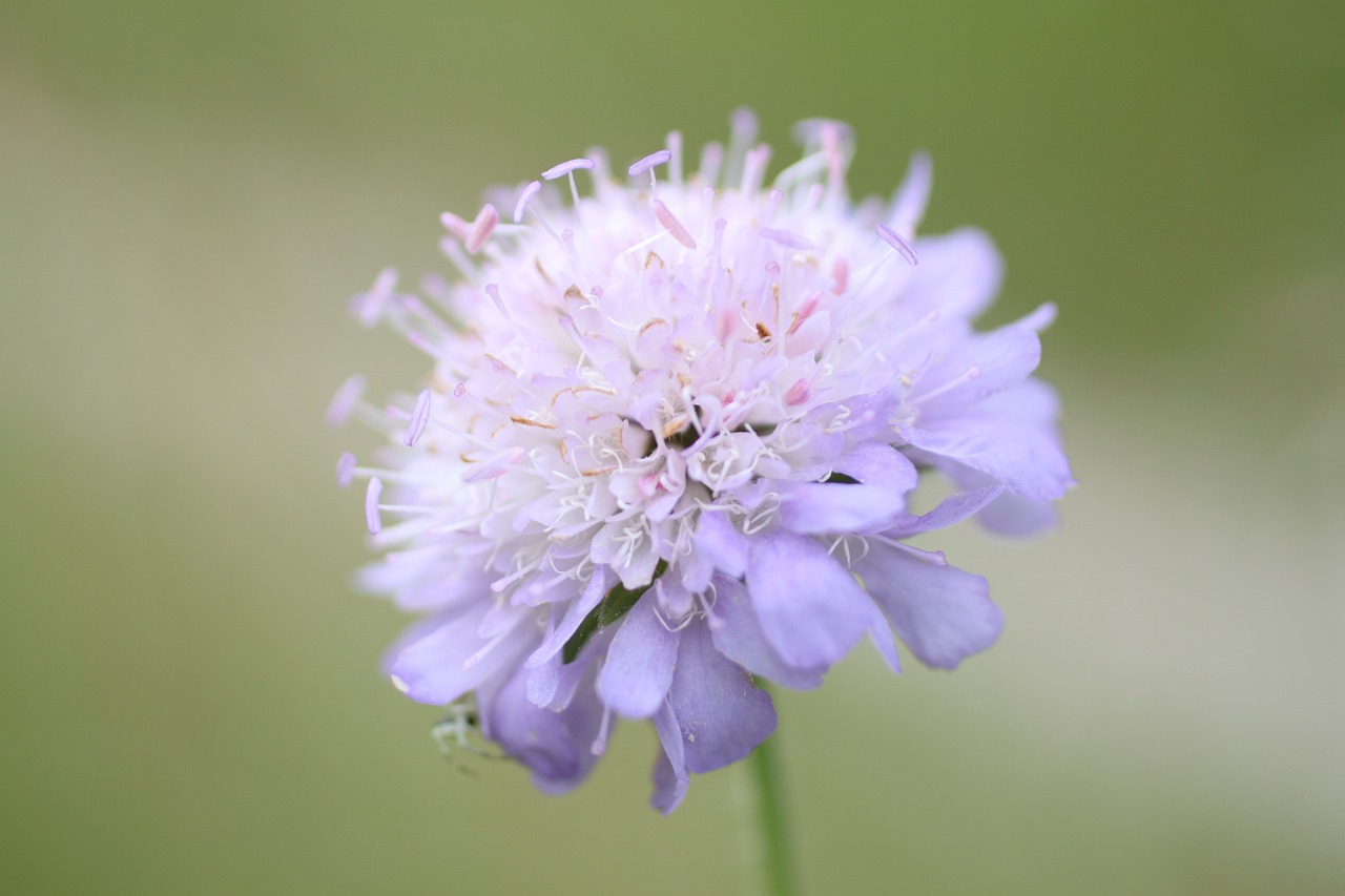 onion flower allium hymenorrhizum free photo