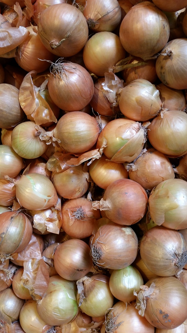 onion vegetables nature free photo