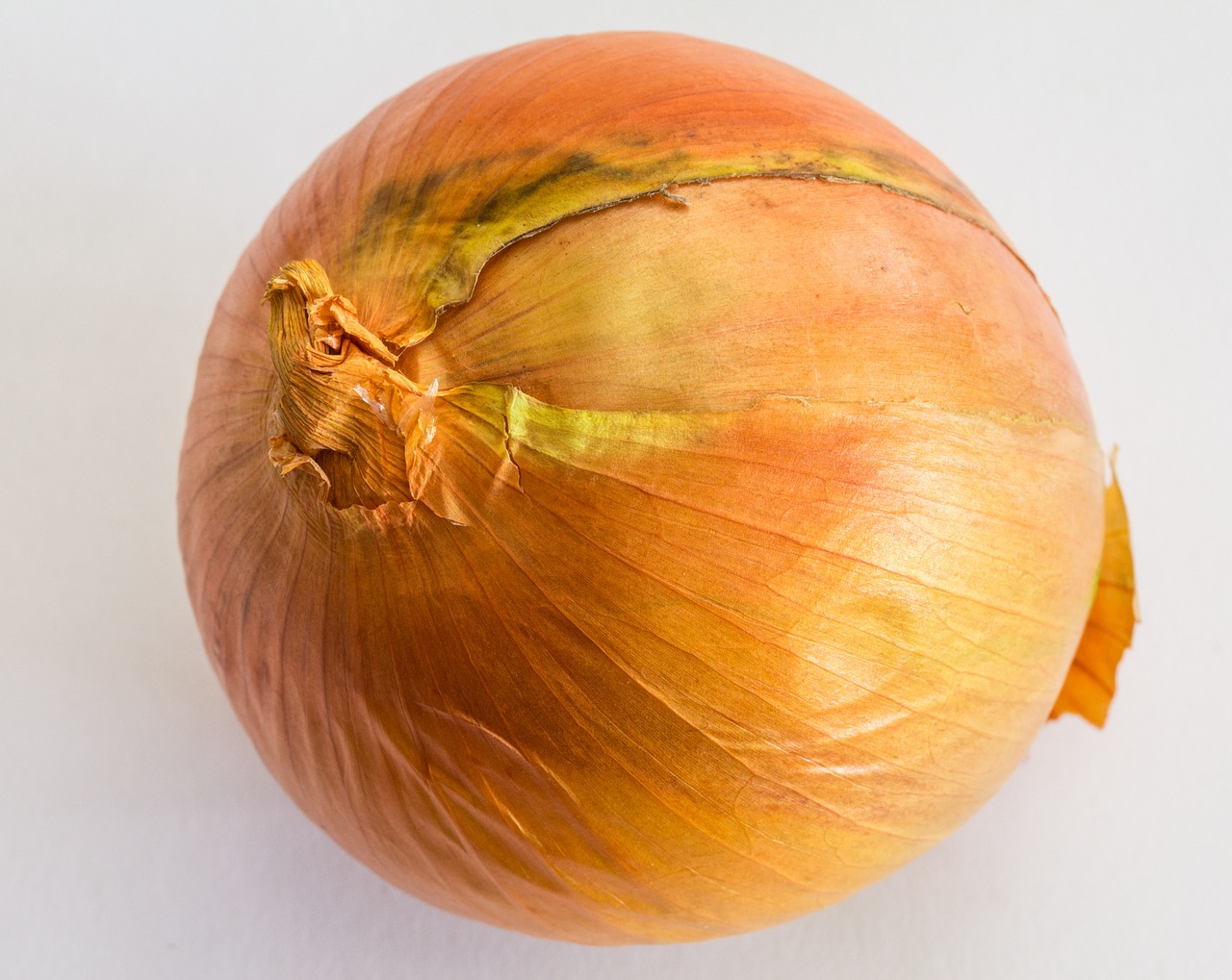 onion onions bolle free photo