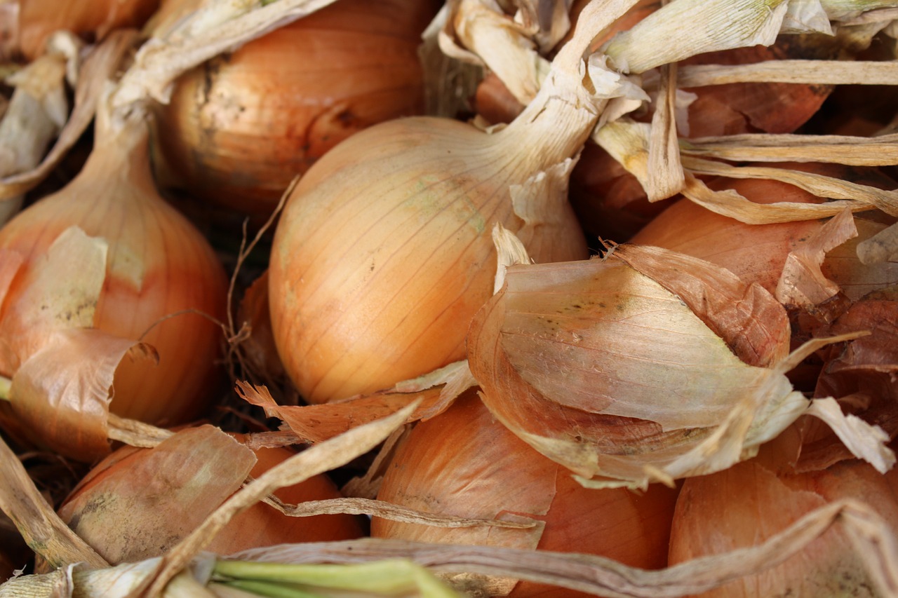 onions brown vegetable free photo