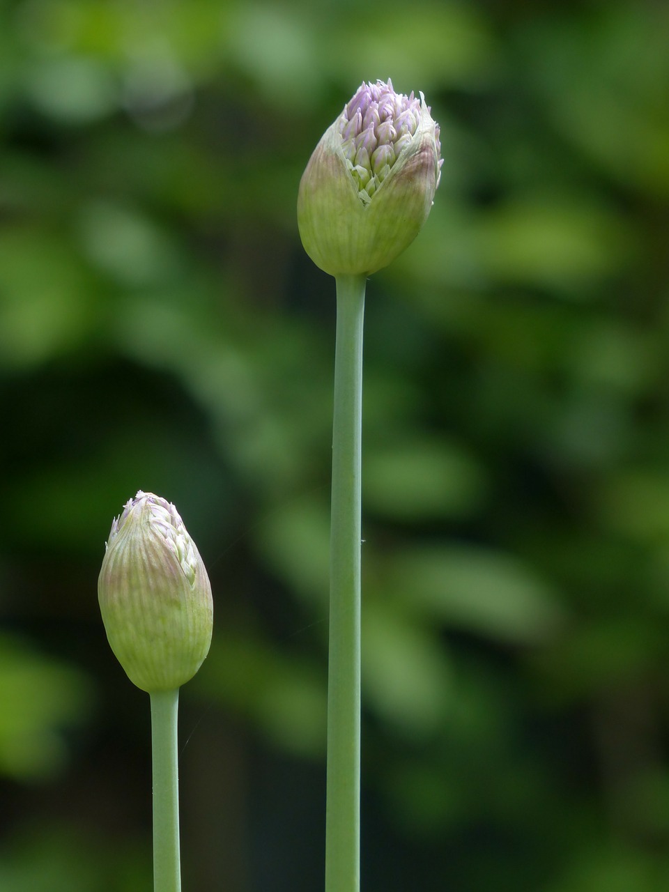 onion blossom blossom bloom free photo