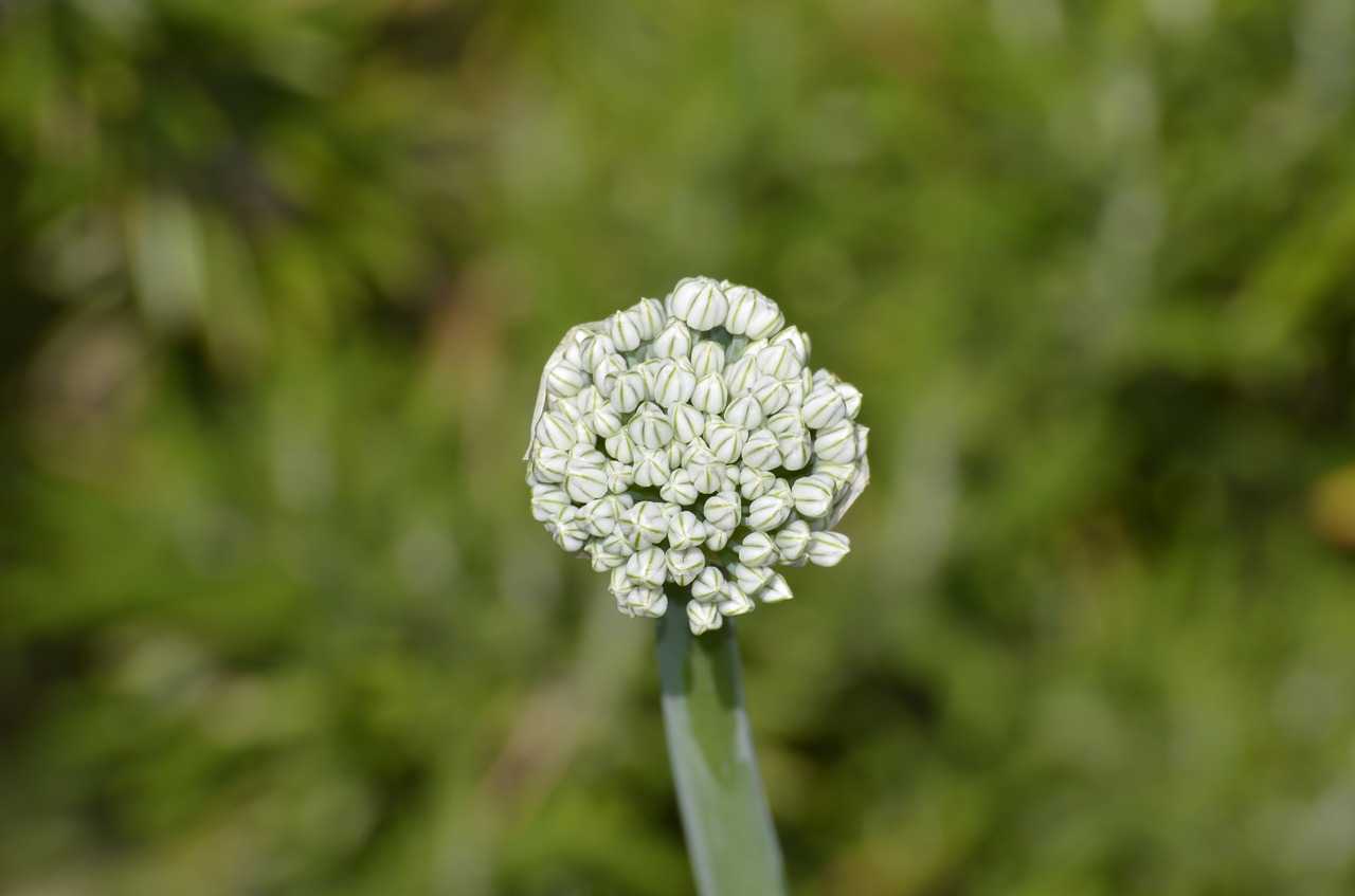 onion blossom  bud  garden free photo