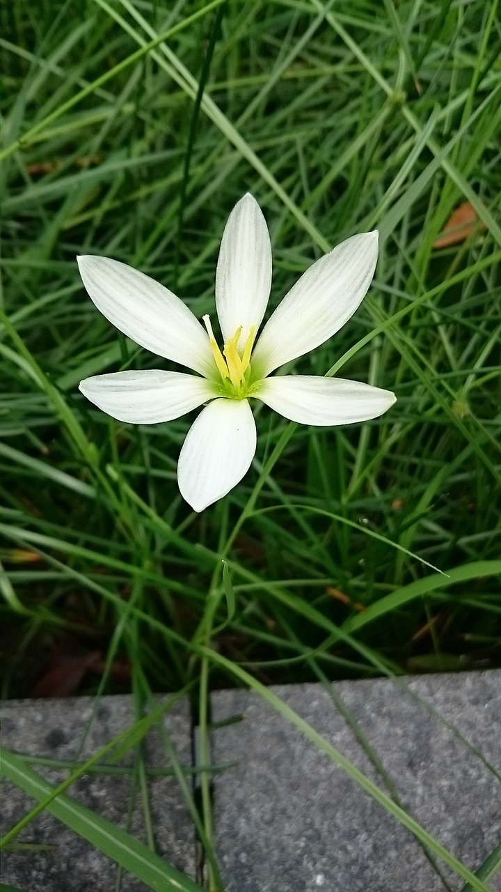 onion blue white flower plant free photo