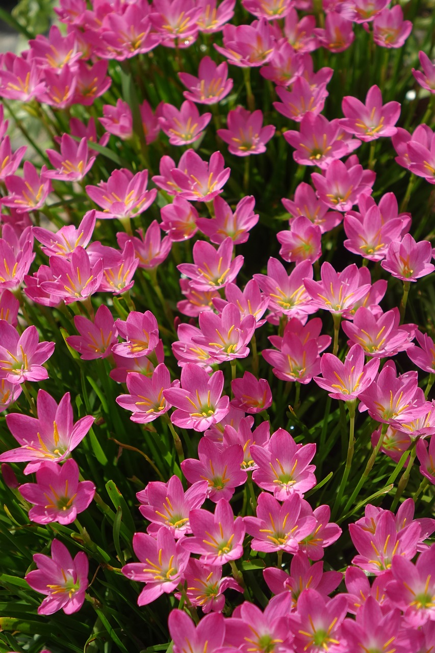 onion blue  lycoris radiata section  pink free photo