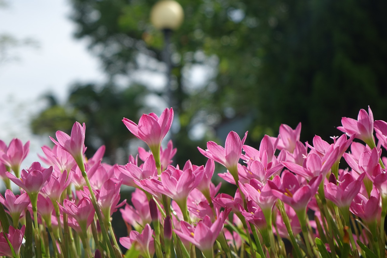 onion blue  pink  chuang 蓮 free photo