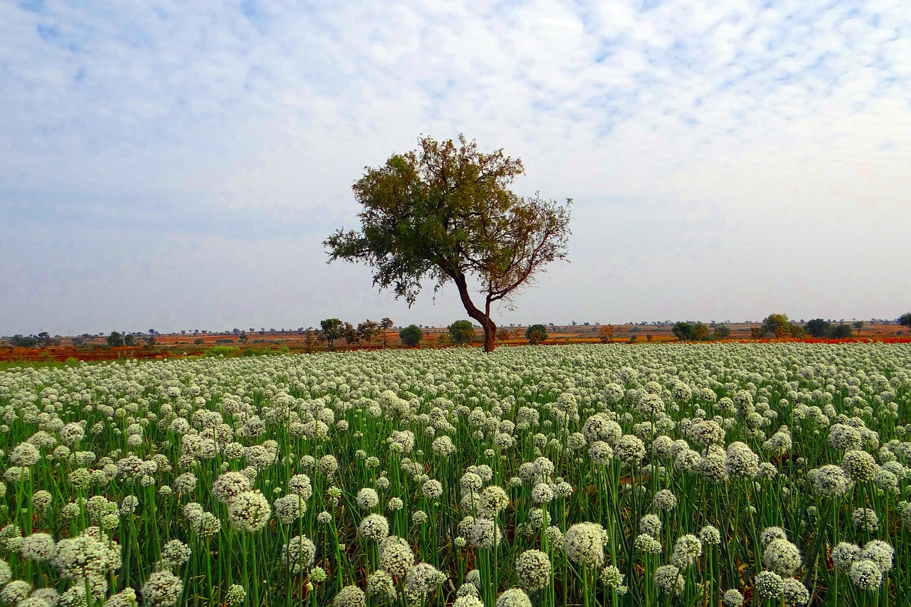 onion fields flower crop free photo