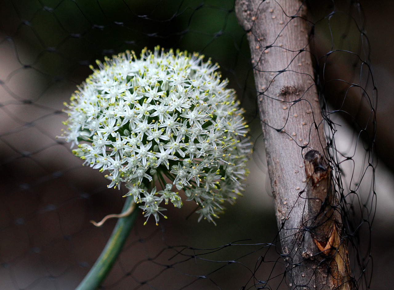 onion flower garden flower free photo