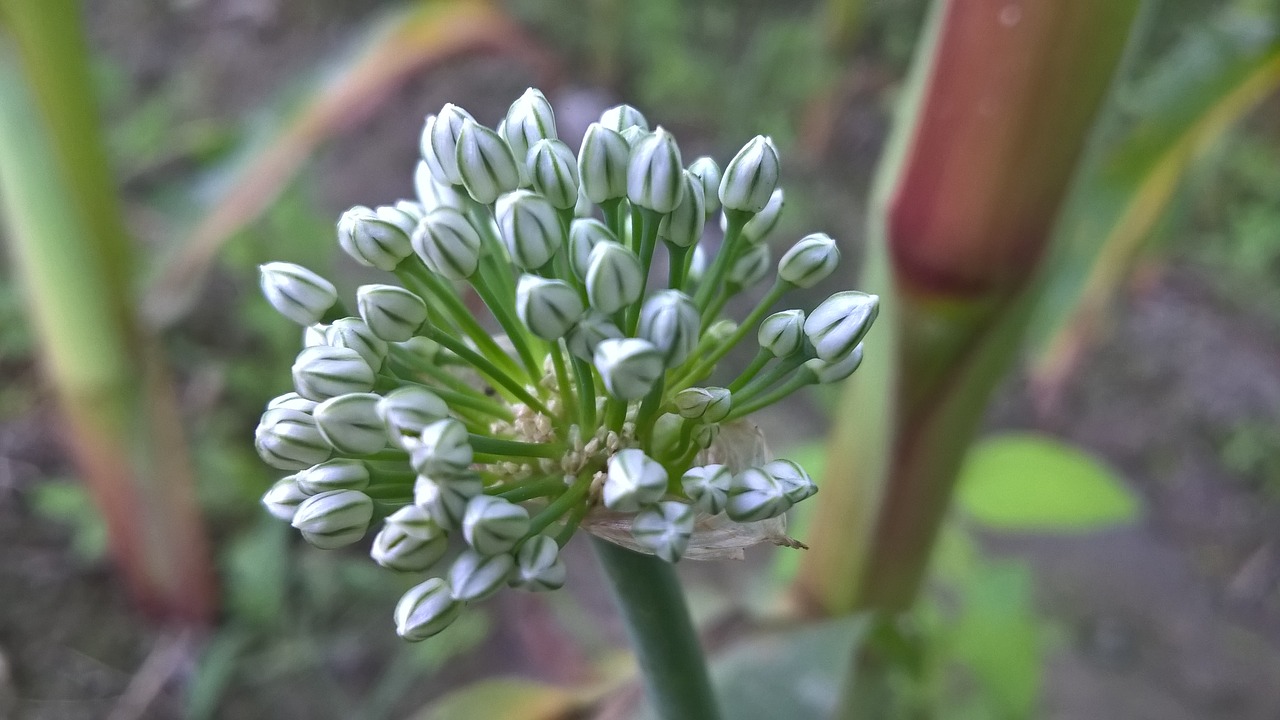 onion flower  onion  nice flower free photo