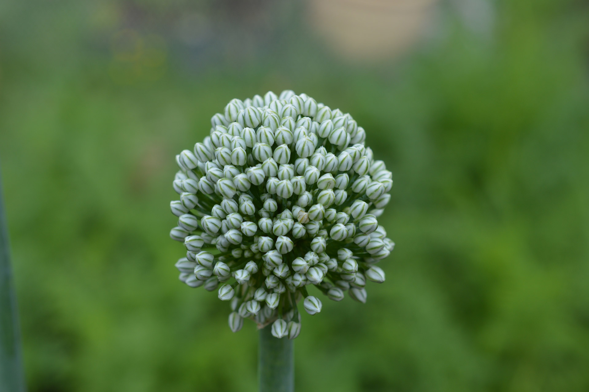 onion flower plant free photo