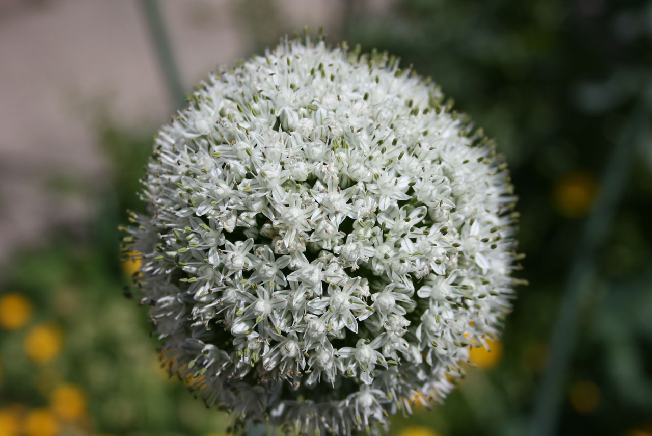 onion flower plant free photo