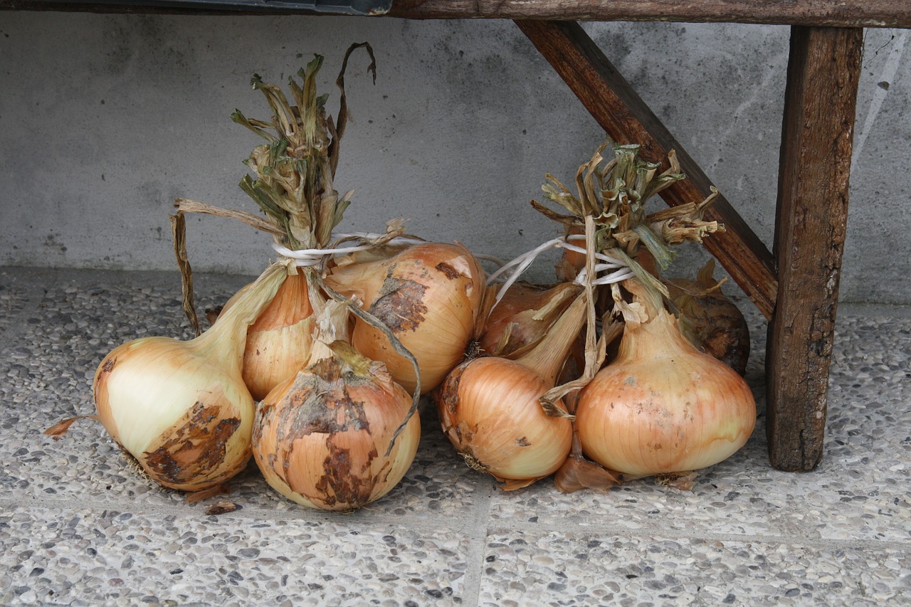 onions bunch onions plant free photo