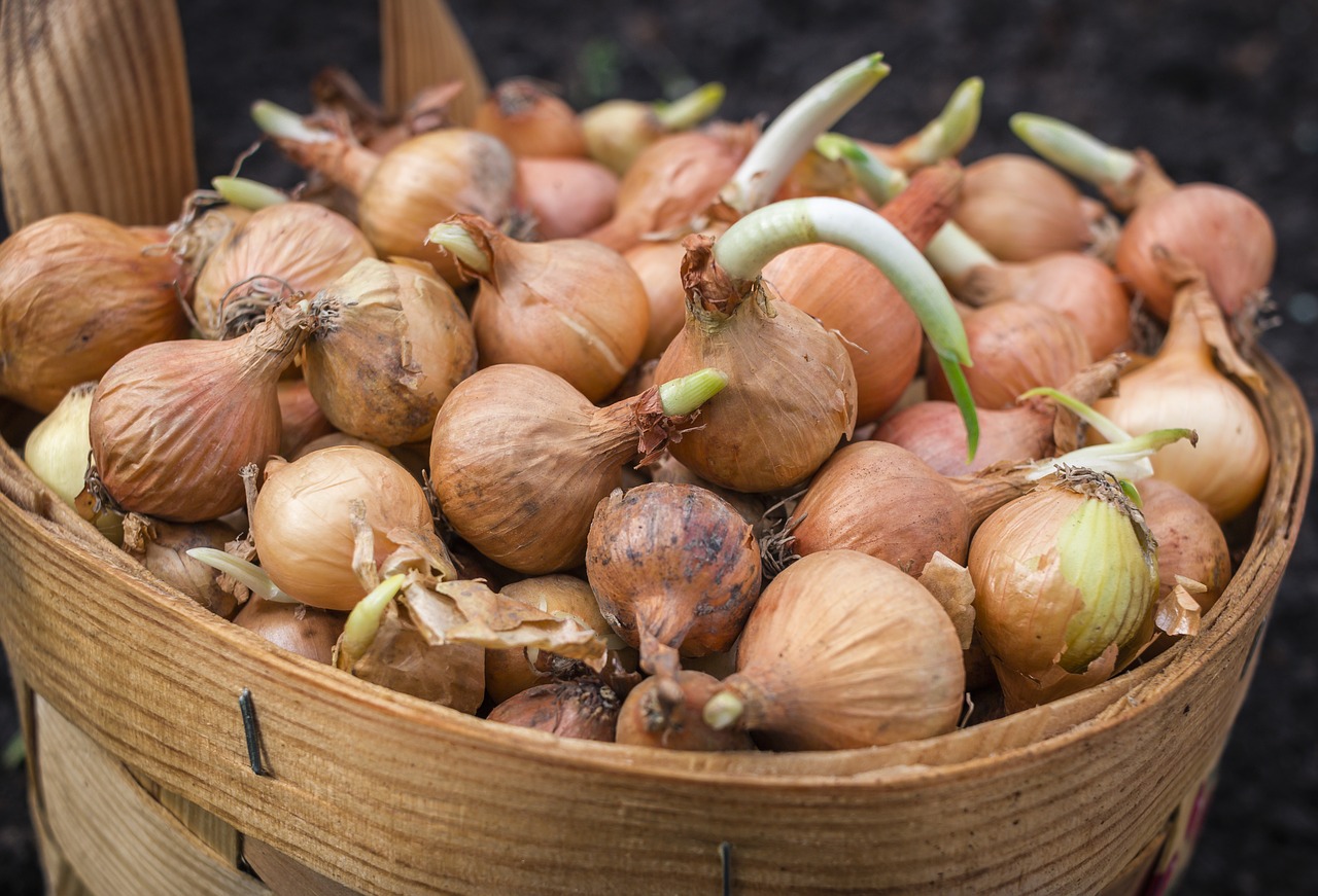 onions basket scallions free photo