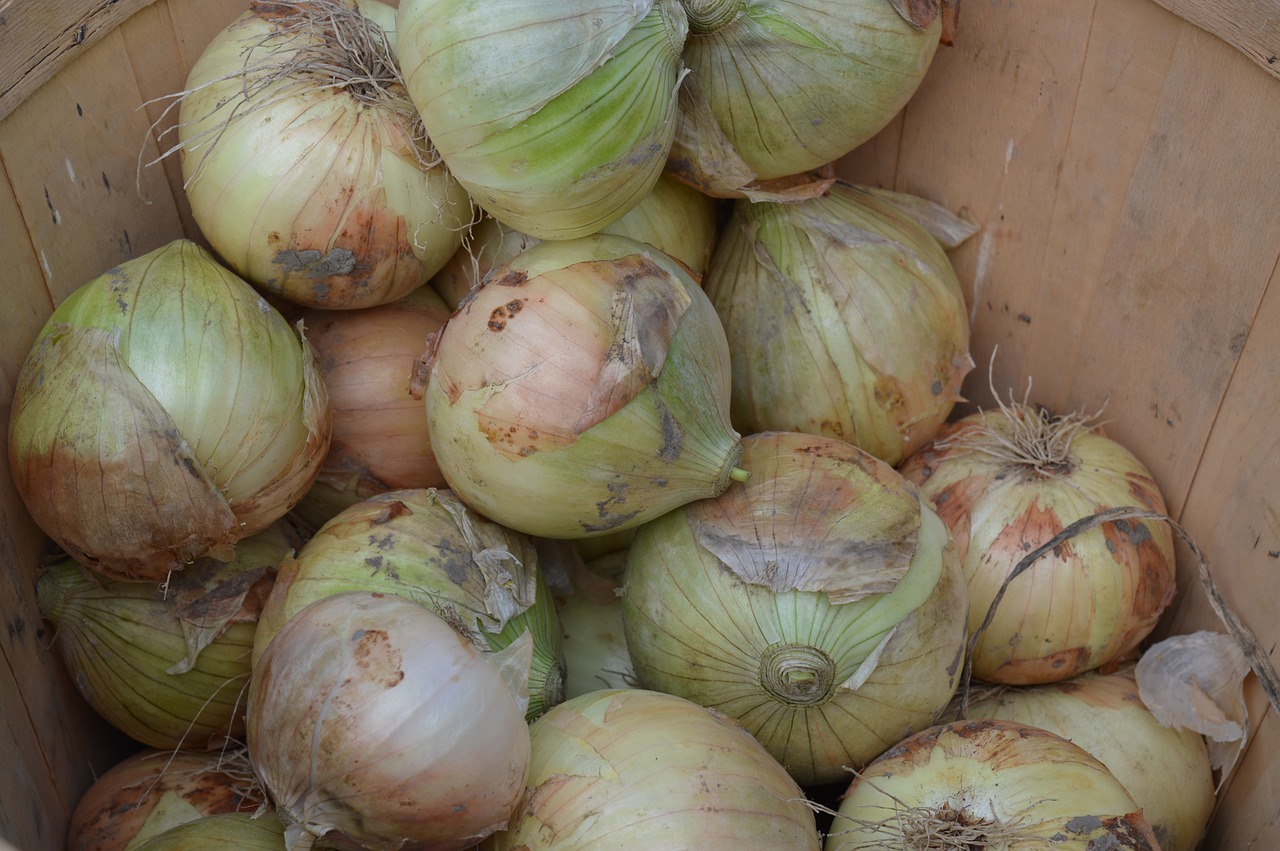 onions vegetables raw free photo