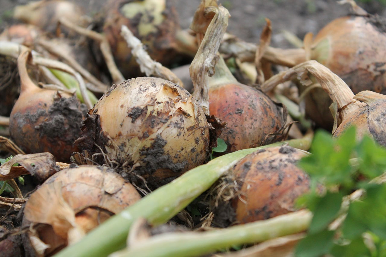 onions harvest vegetables free photo