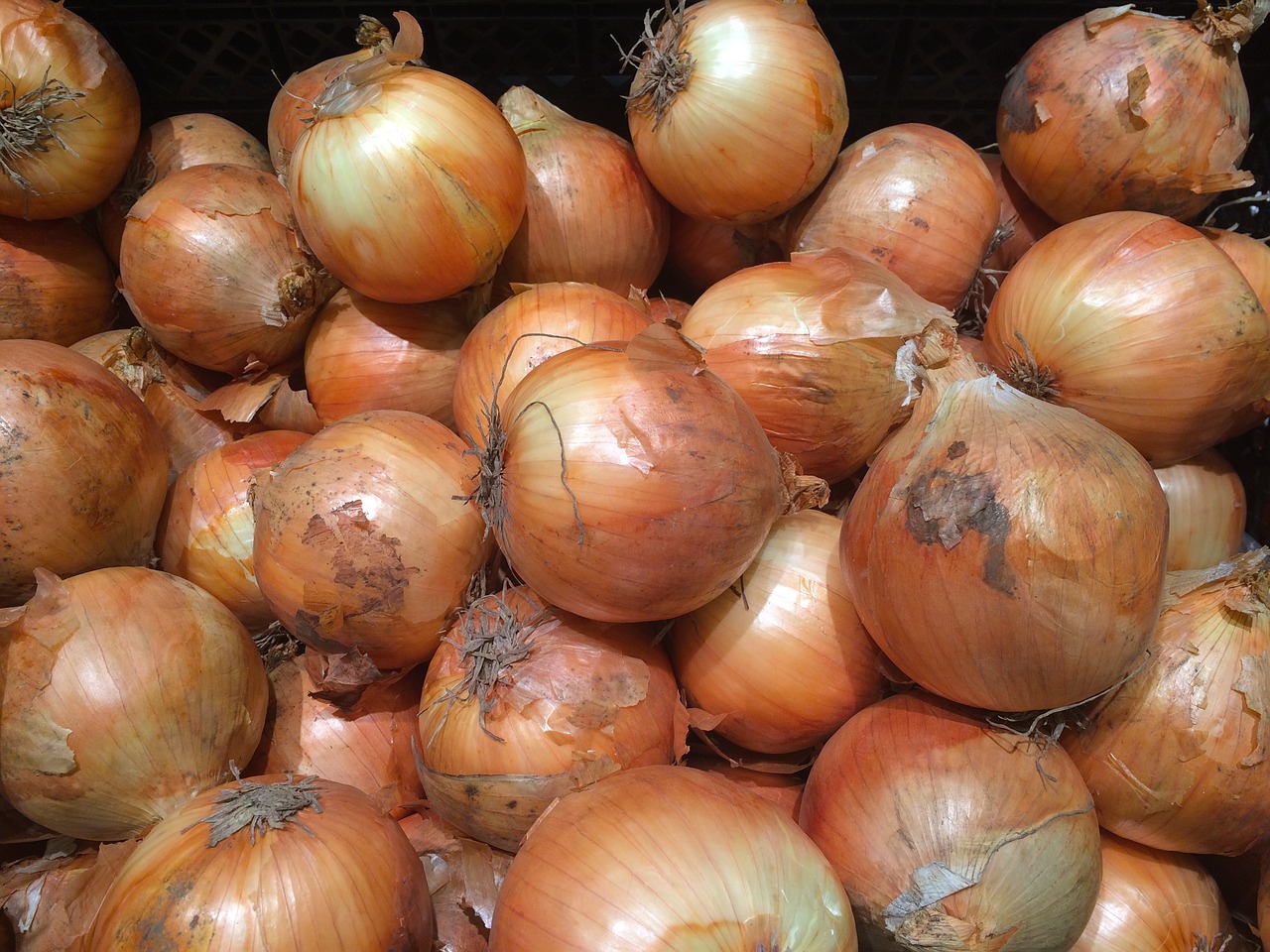 onions pile up vegetables free photo