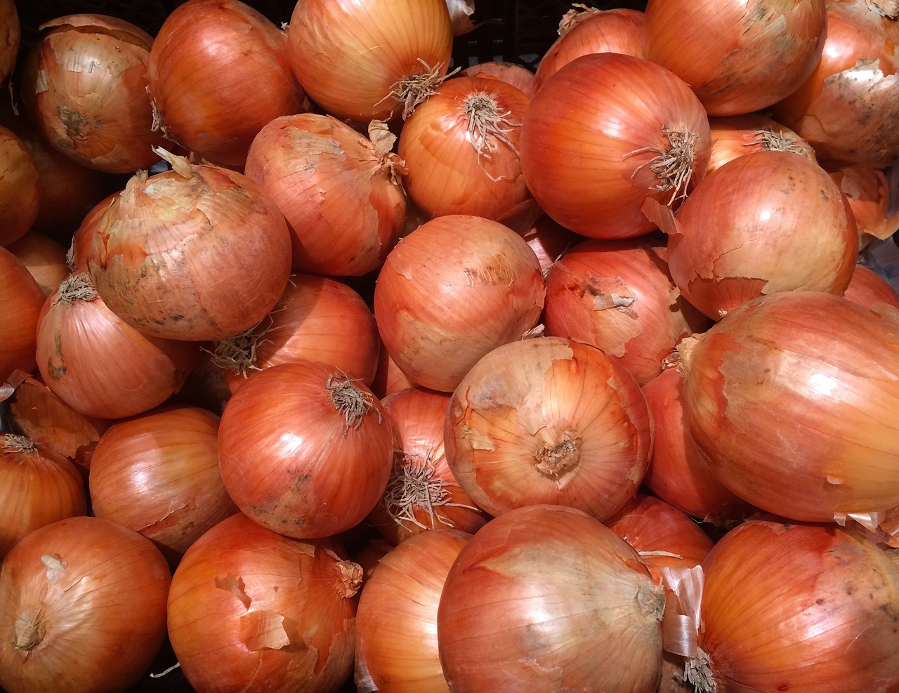 onions orange leather free photo