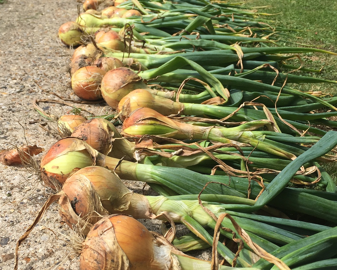onions vegetables homegrown free photo