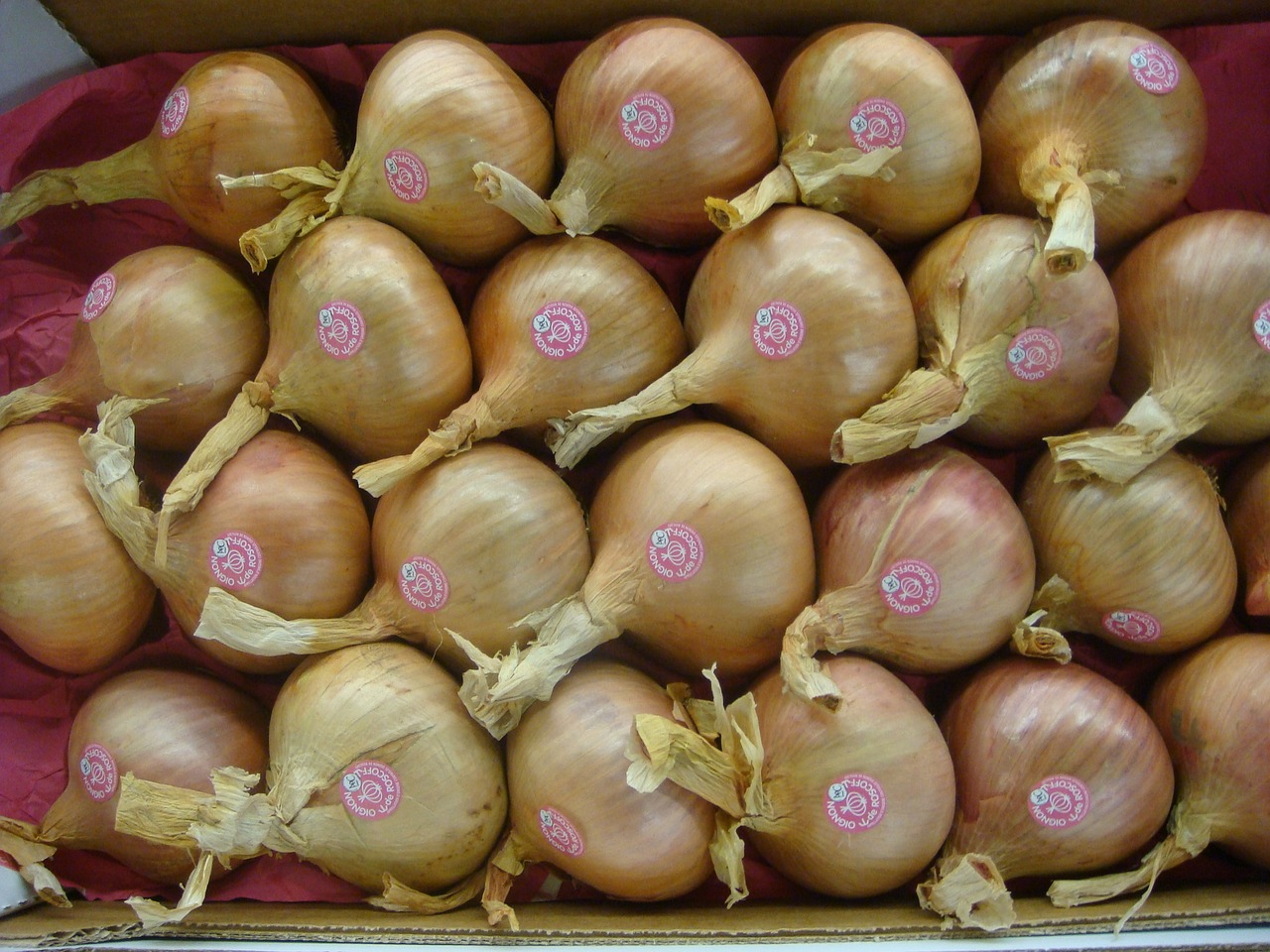 onions roscof france free photo