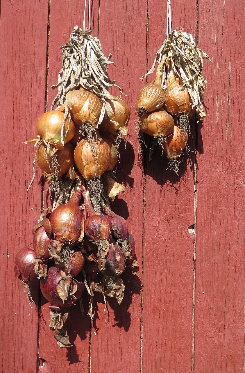 onions drying vegetable free photo