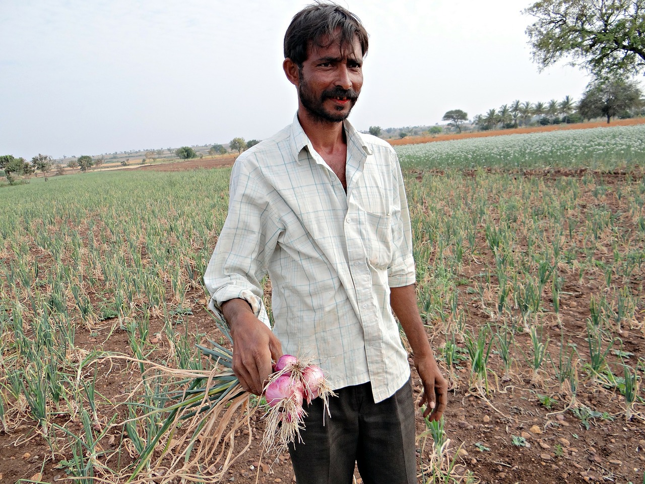 onions farmer farm free photo