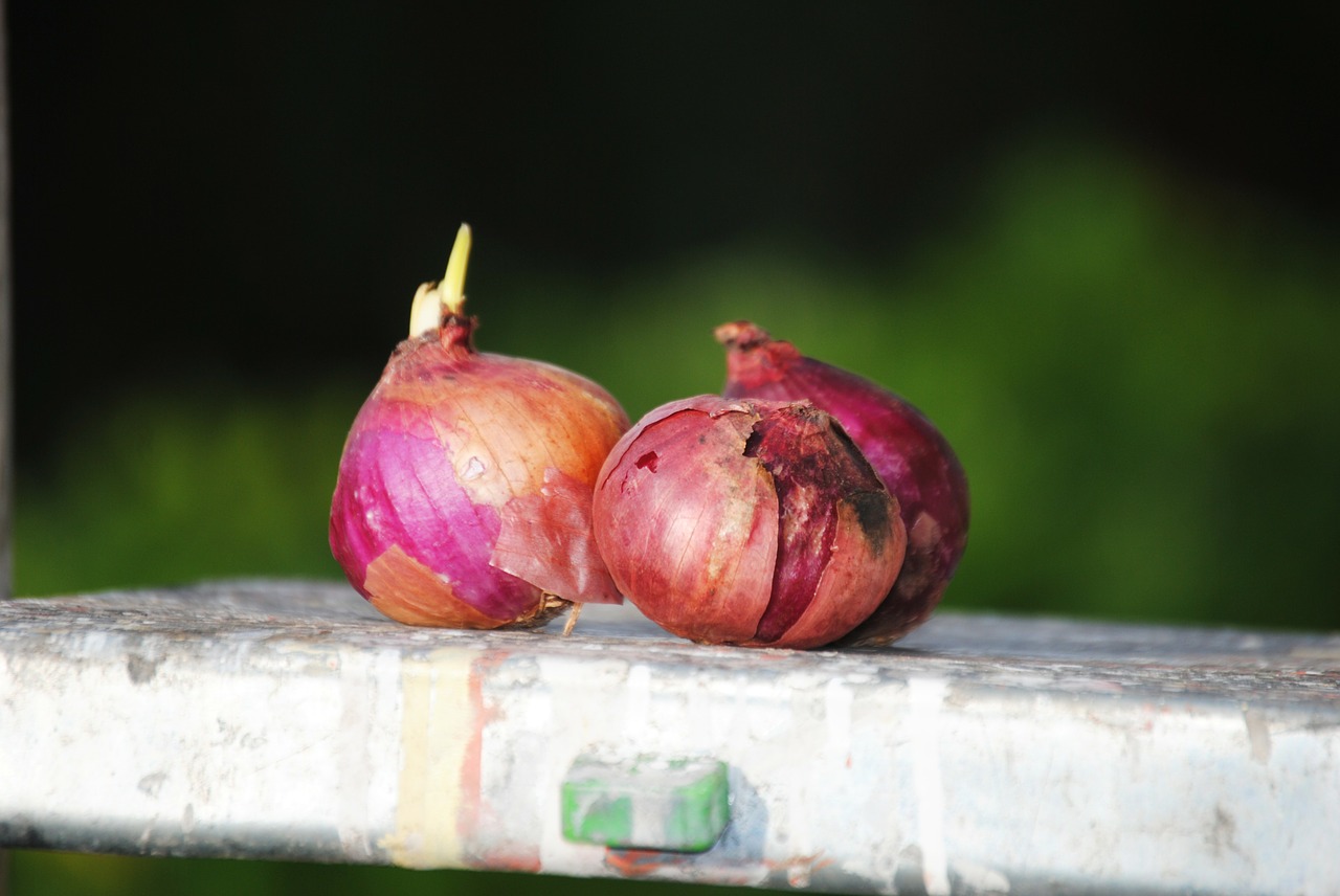 onions vegetable food free photo