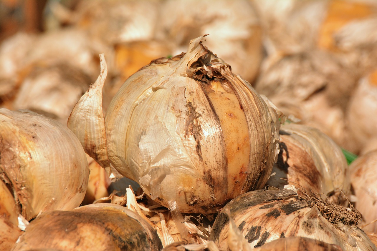 onions flower bulbs plant free photo