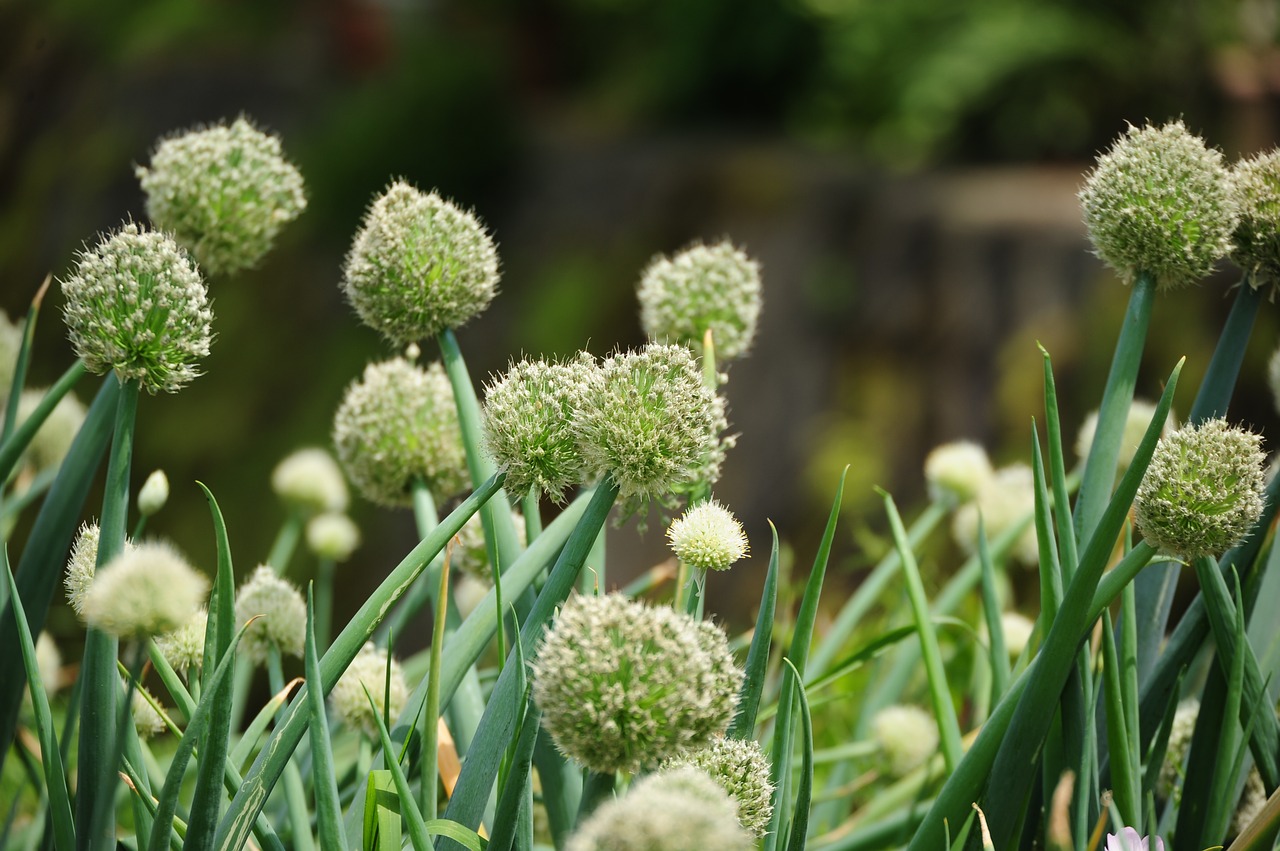 onions  spring  green free photo