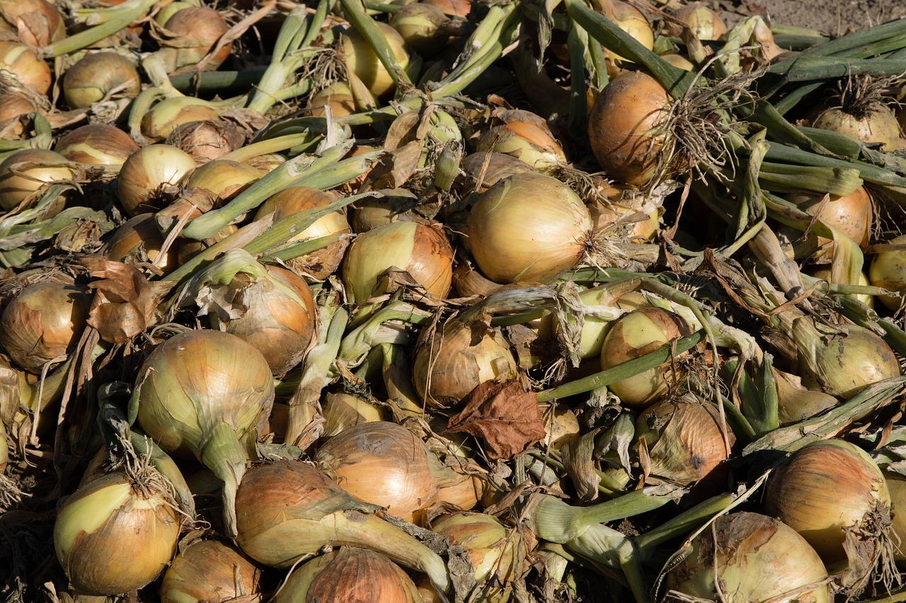 onions  harvest  ui free photo