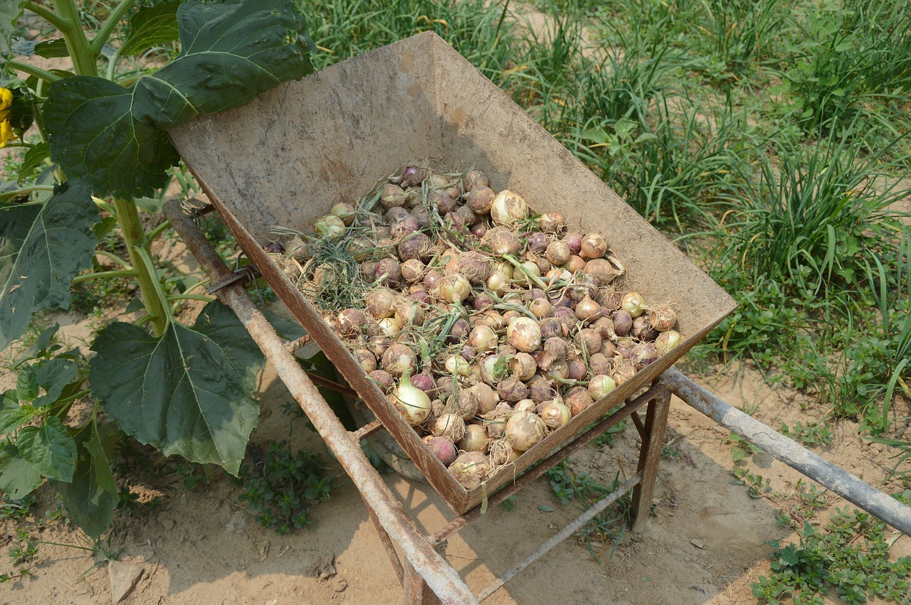 onions harvest pile free photo