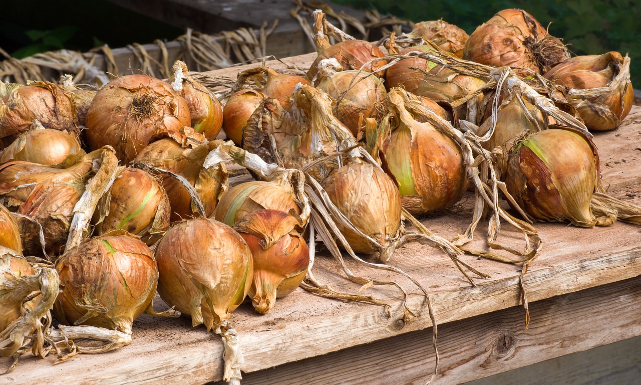 onions  vegetables  food free photo