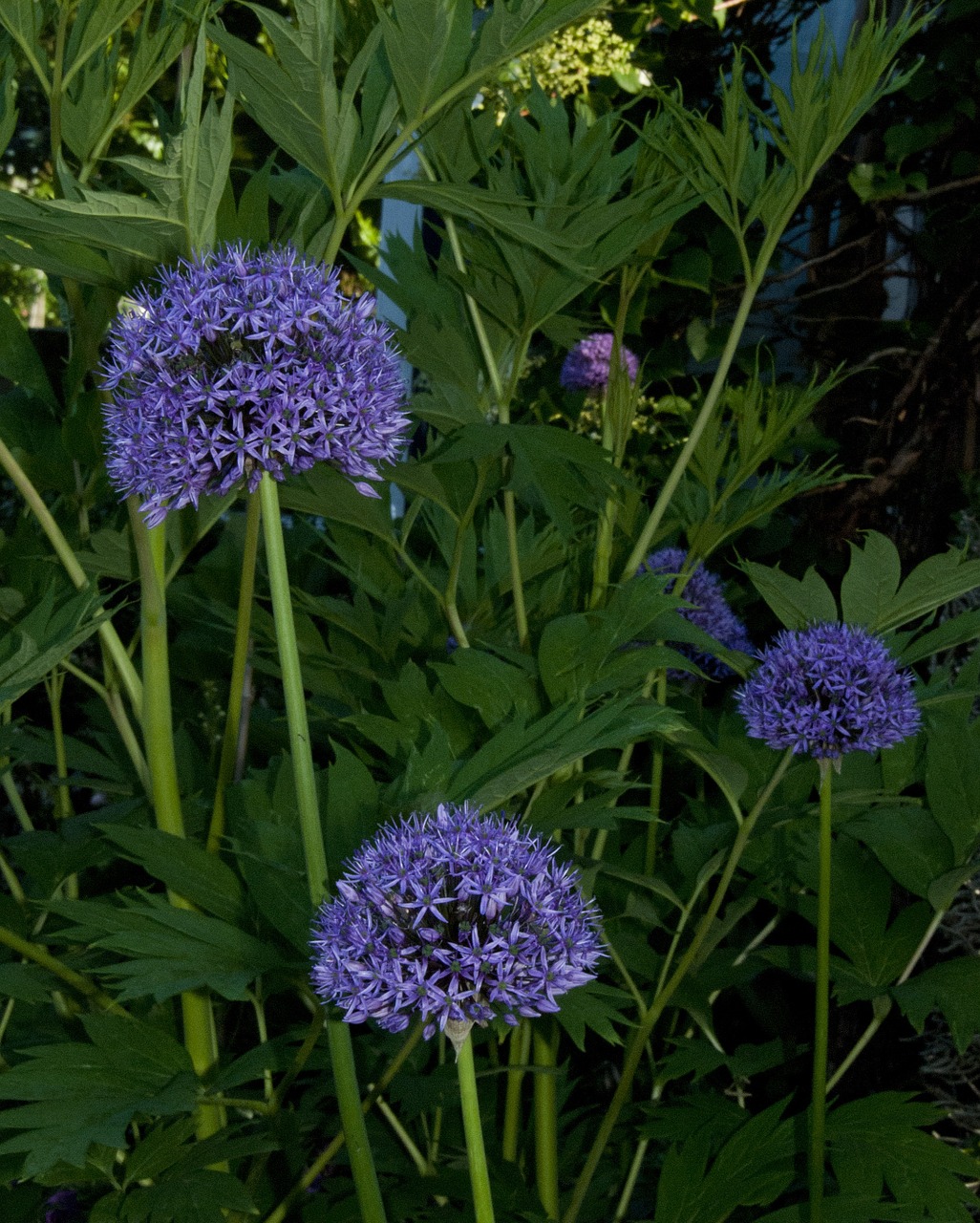 onions plants city garden free photo