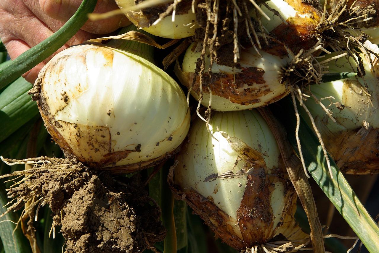 onions harvest agriculture free photo