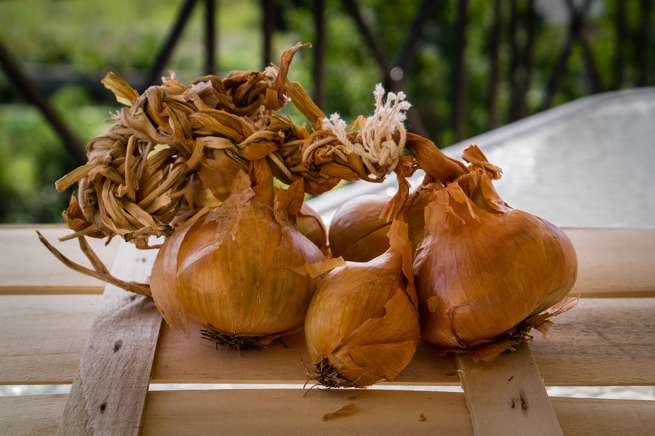 onions onion bulbs bunch free photo