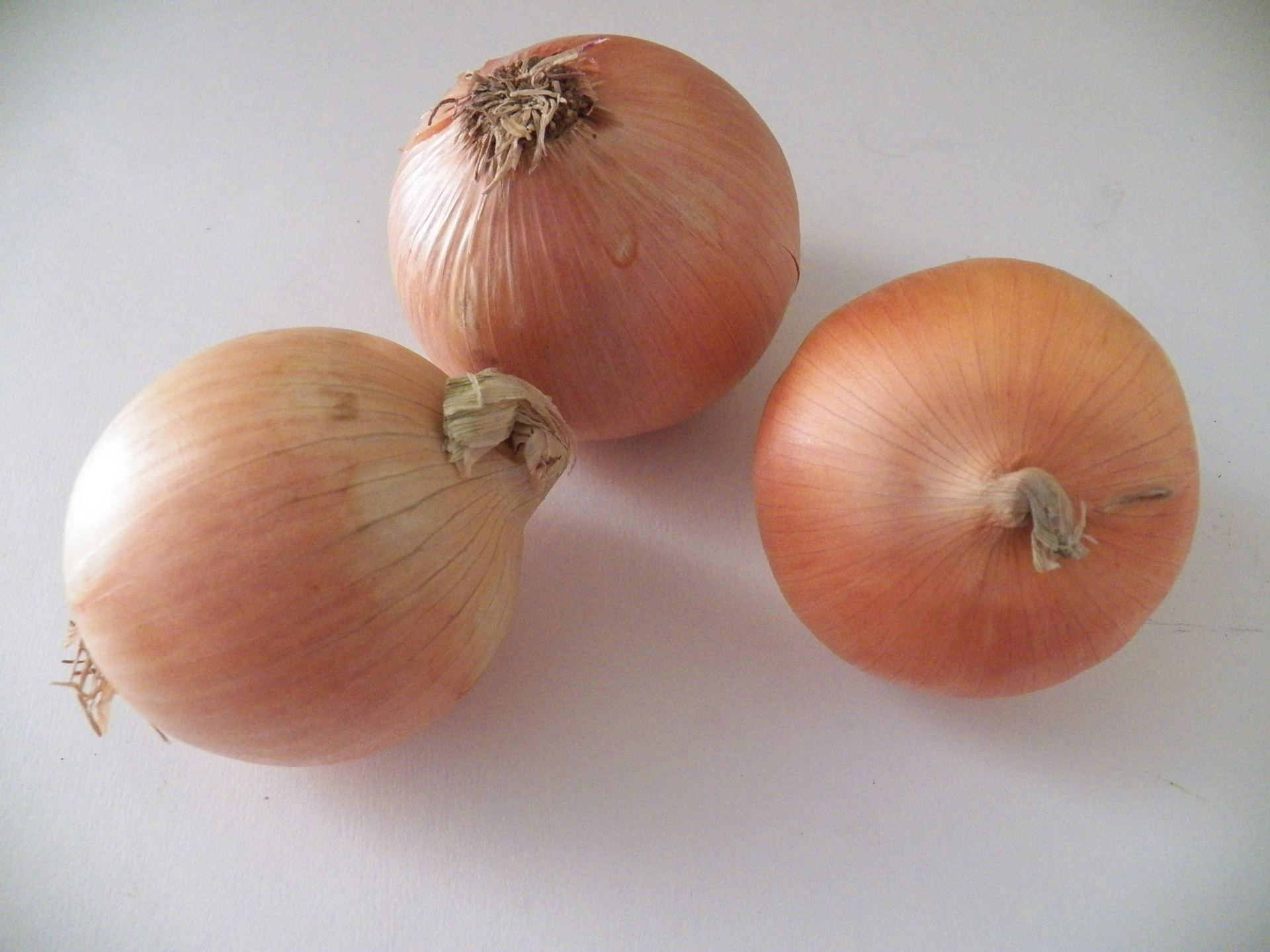 onion onions vegetable free photo