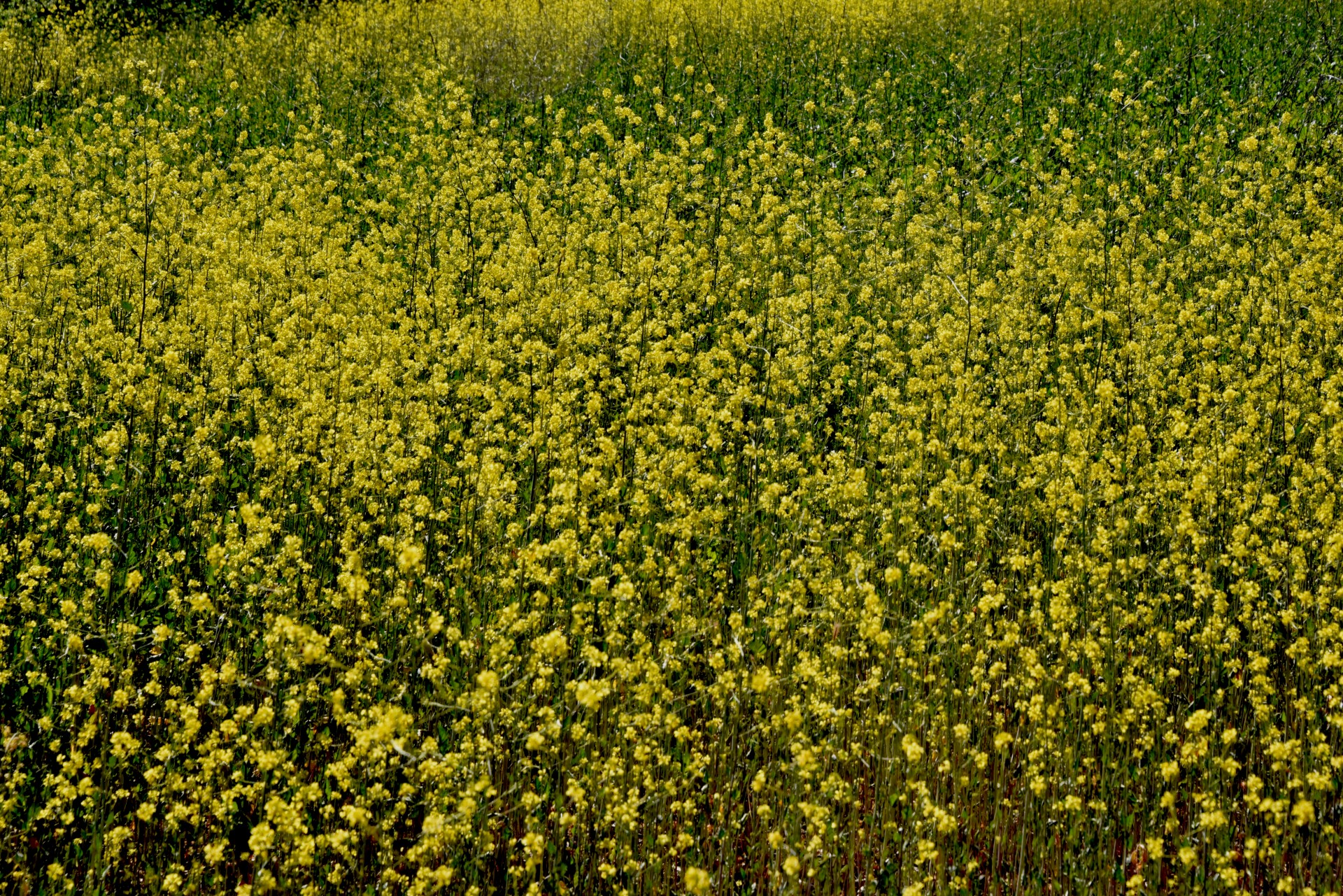 mustard yellow field free photo