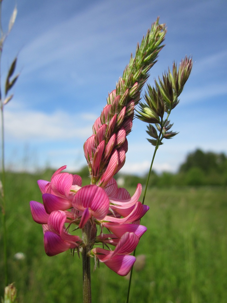 onobrychis viciifloia common sainfoin onobrychis sativa free photo