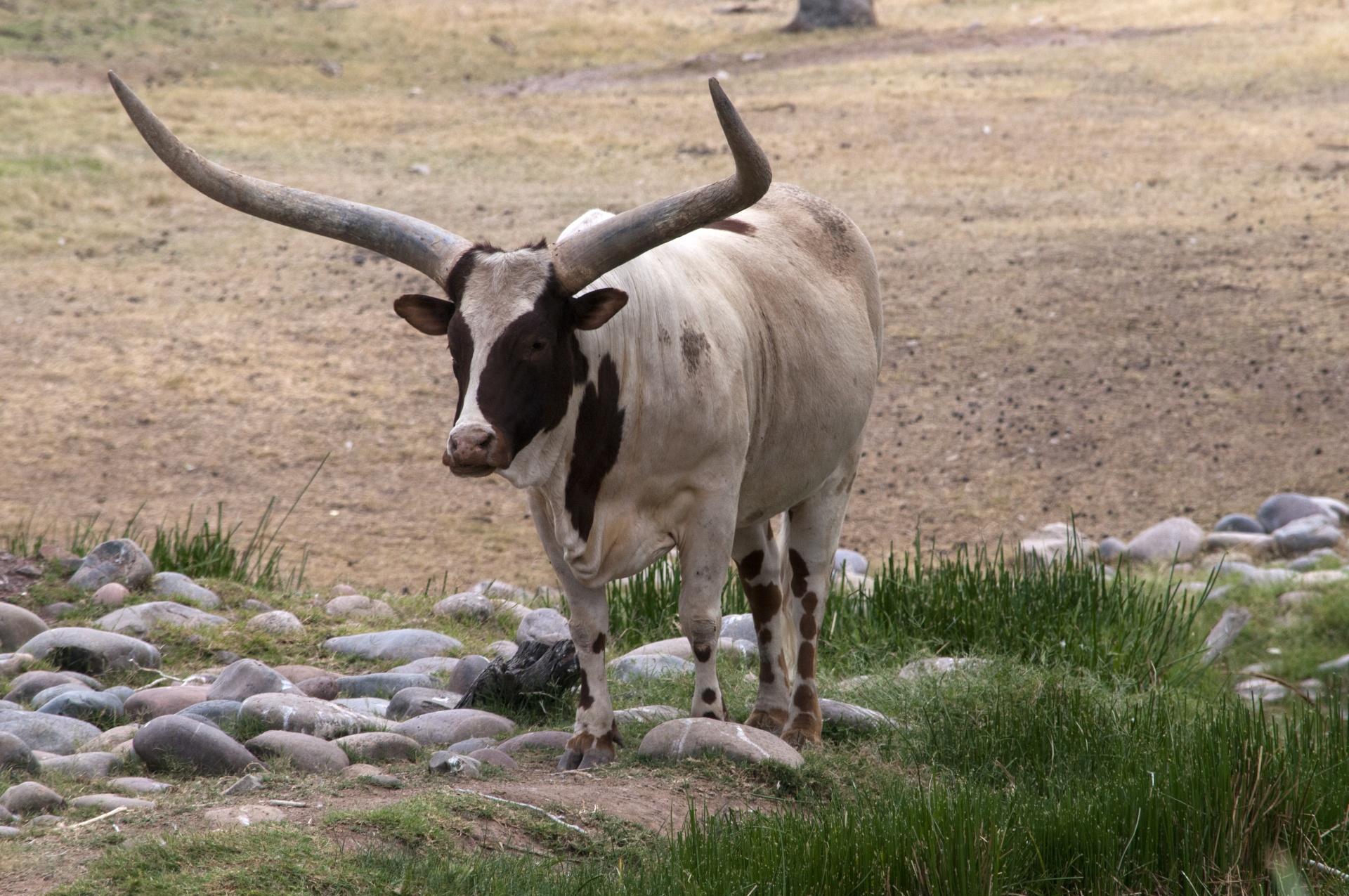 onyx cattle onyx cow free photo