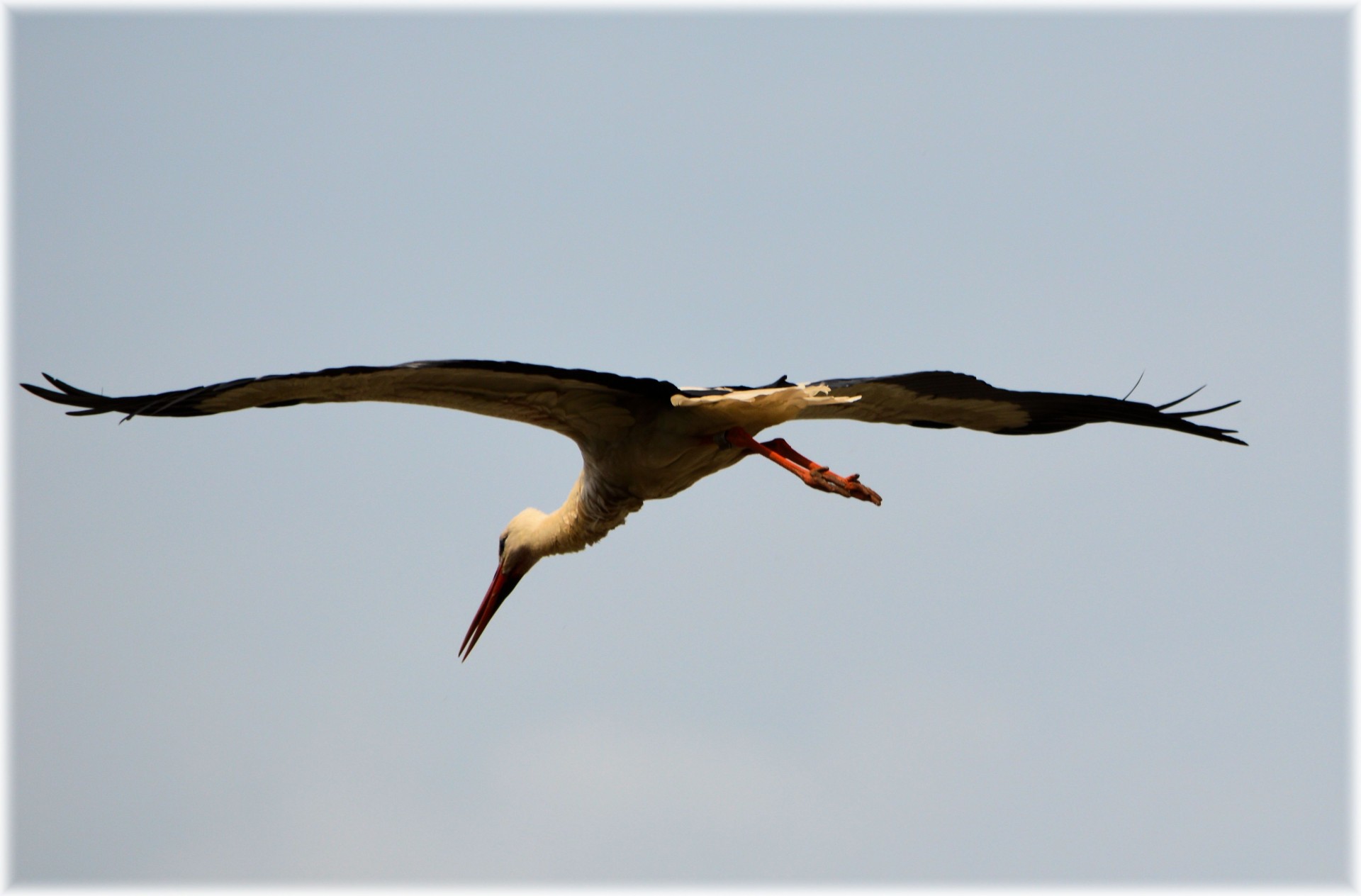 stork white young free photo